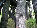 Tilton NH Rail Trail 2010 0260